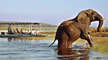 Cruise & Safari